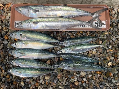 サゴシの釣果