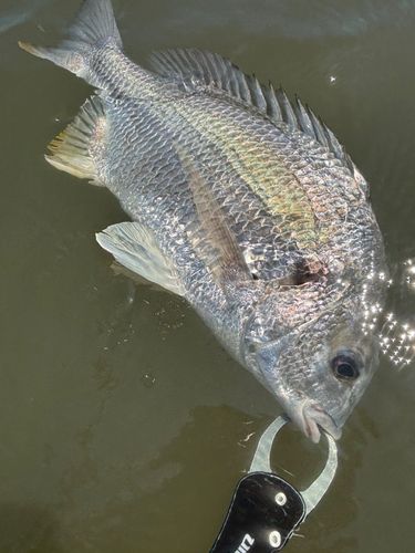 キビレの釣果