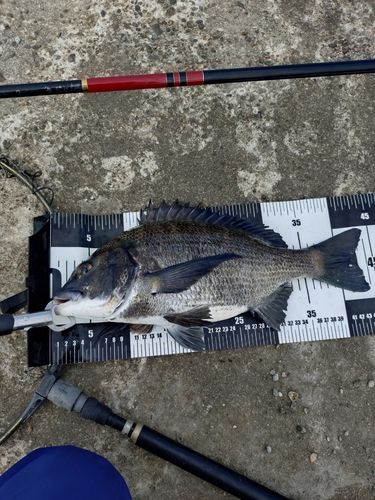 クロダイの釣果