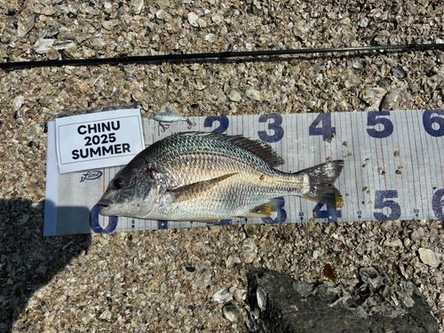 キビレの釣果