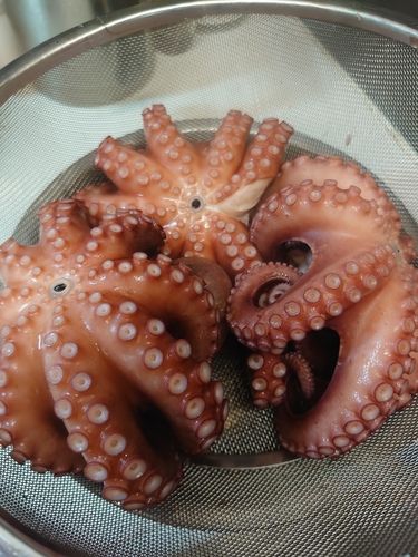 マダコの釣果