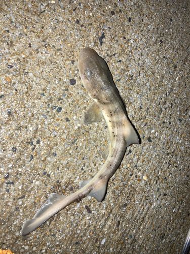 ドチザメの釣果