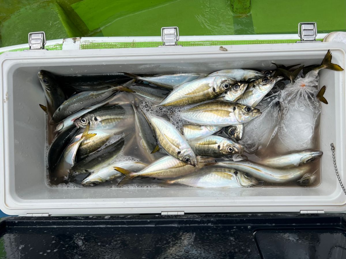 政信丸さんの釣果 2枚目の画像