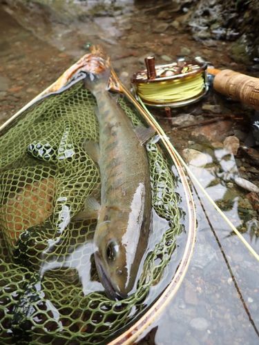 ヤマメの釣果