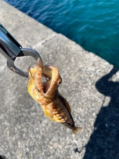 エソの釣果
