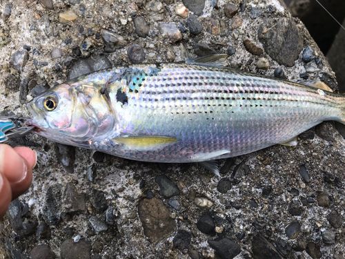 コノシロの釣果