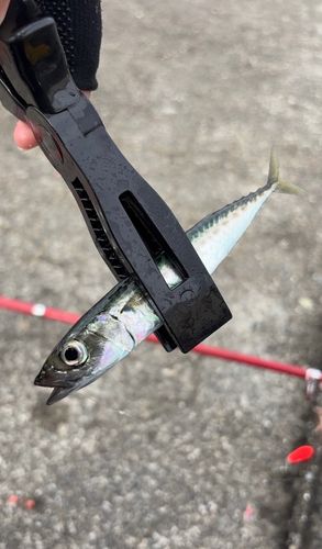 サバの釣果
