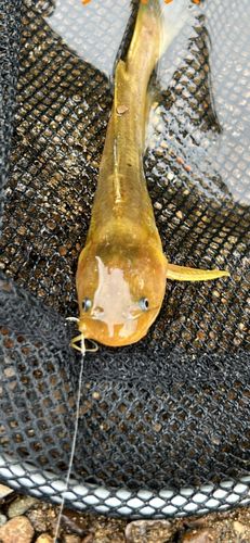 ギギの釣果