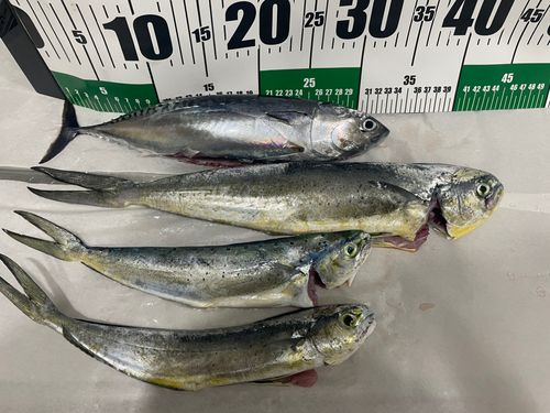 シイラの釣果