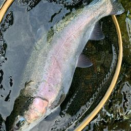 レインボートラウト