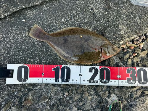 カレイの釣果
