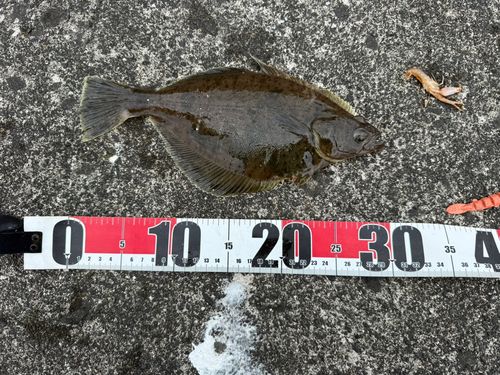 カレイの釣果
