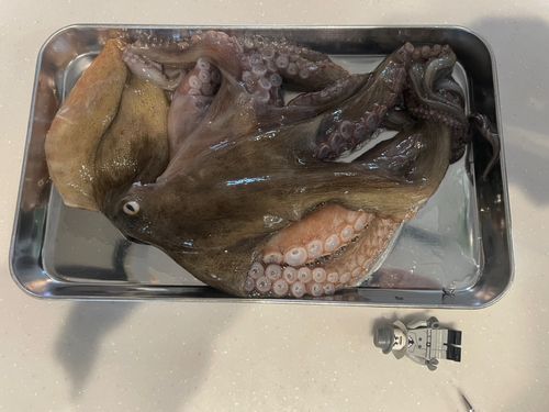 マダコの釣果