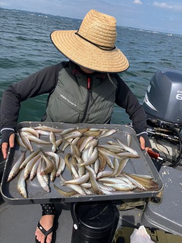 キスの釣果