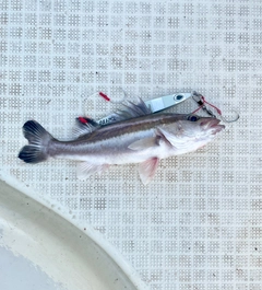 アラの釣果