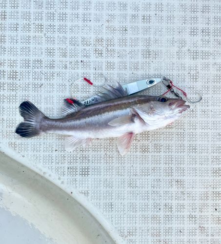 アラの釣果