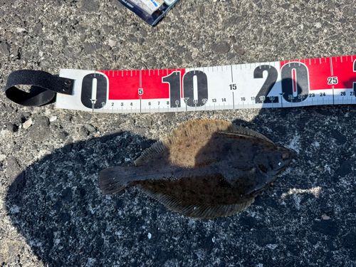 カレイの釣果