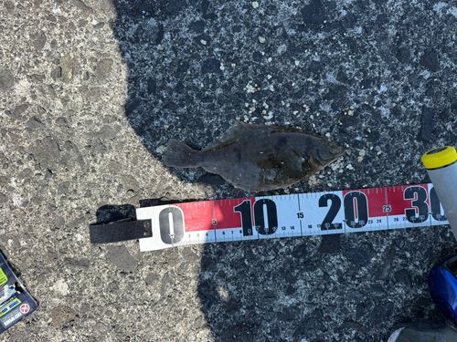 カレイの釣果