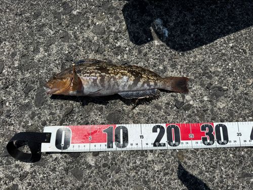 アブラコの釣果