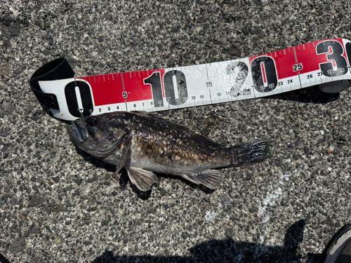 クロソイの釣果