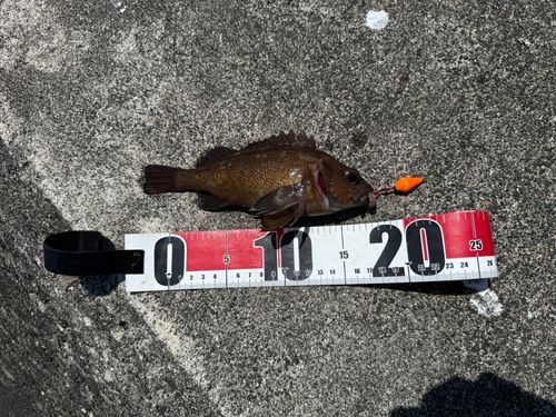 エゾメバルの釣果