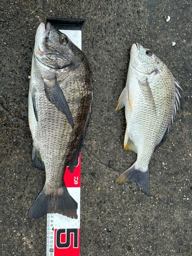 チヌの釣果