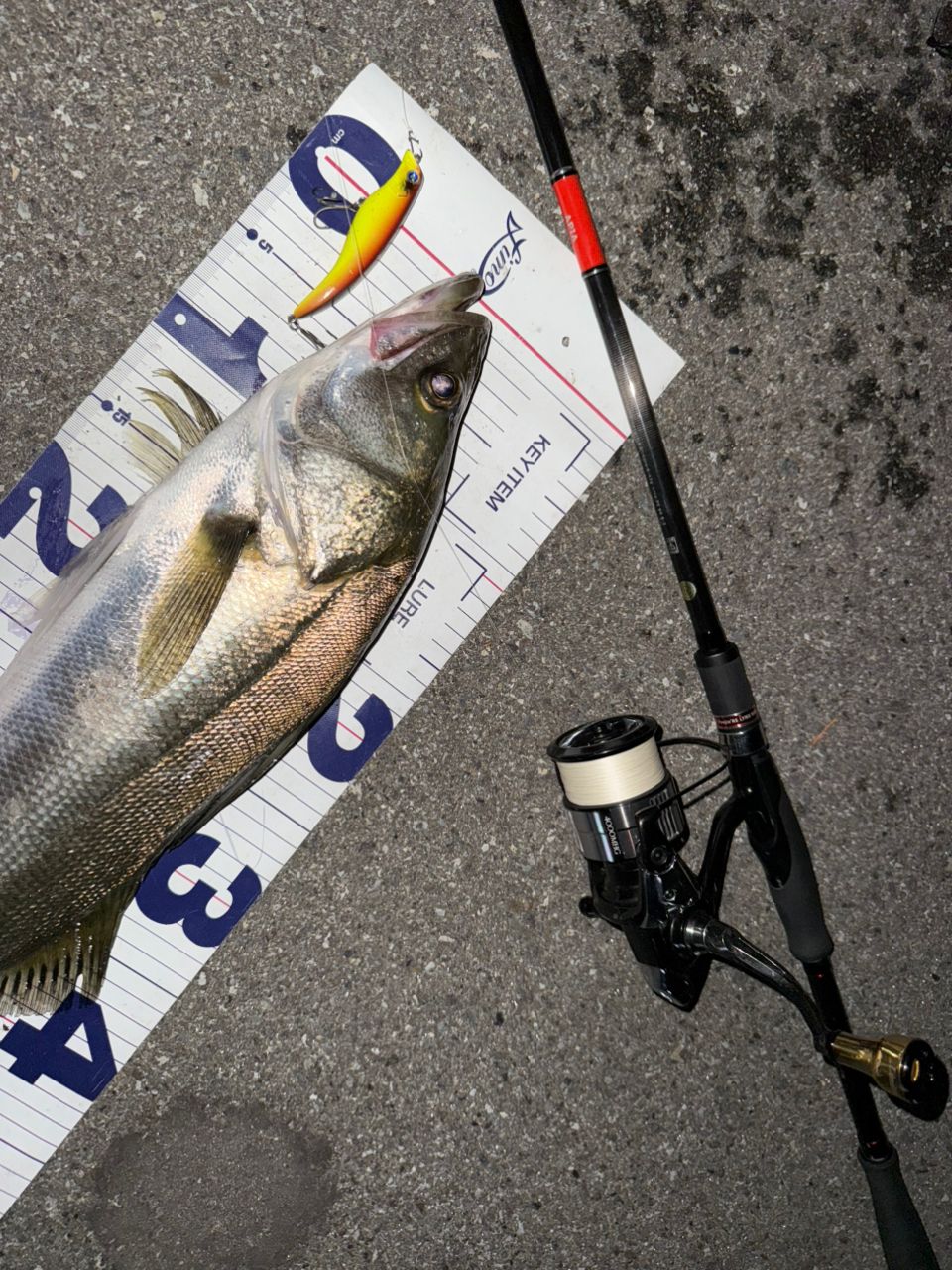 SHIMANO 23ヴァンキッシュ 4000MHGの最安値・インプレ・釣果