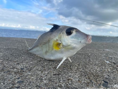 ギマの釣果