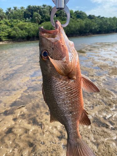 マングローブジャックの釣果
