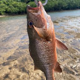 マングローブジャック