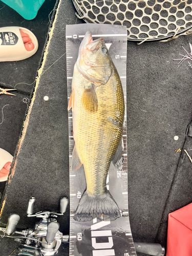 ブラックバスの釣果