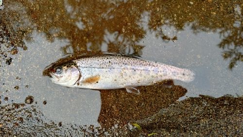 ニジマスの釣果