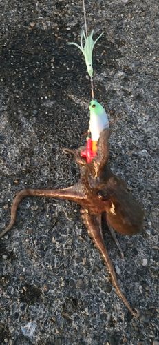 タコの釣果