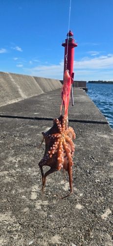 タコの釣果