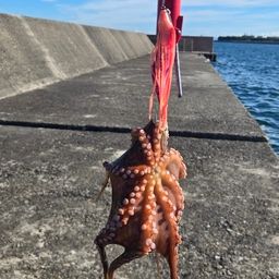 タコ