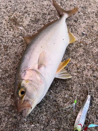 ケンサキイカの釣果