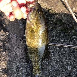 スモールマウスバス