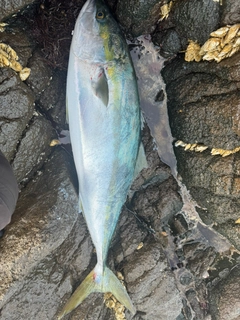 ワラサの釣果