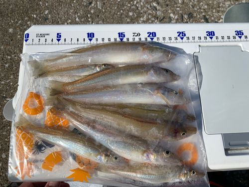 シロギスの釣果