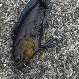 ナカハラタナバタウオ