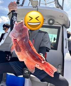 コブダイの釣果