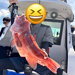 コブダイ