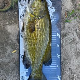 スモールマウスバス