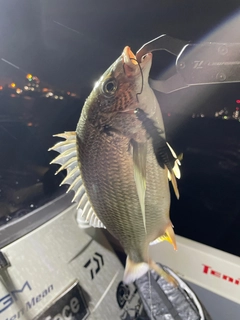 キビレの釣果