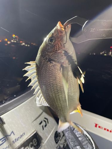 キビレの釣果