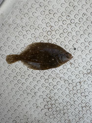 カレイの釣果