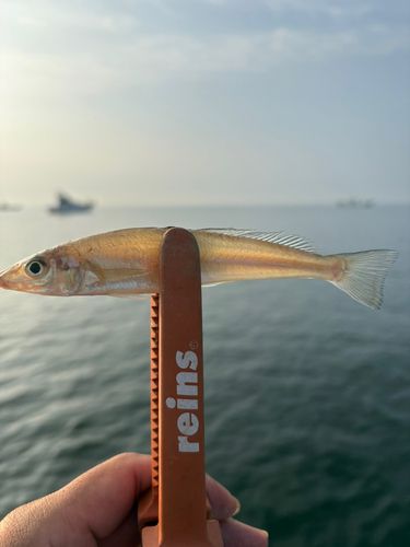 シロギスの釣果