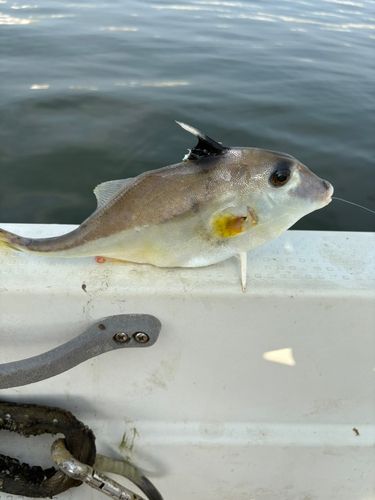 ギマの釣果