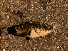 クロソイの釣果