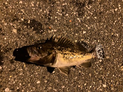 クロソイの釣果